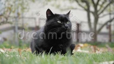 户外<strong>绿眼睛</strong>的黑猫。 黑猫躺在外面的草地上。